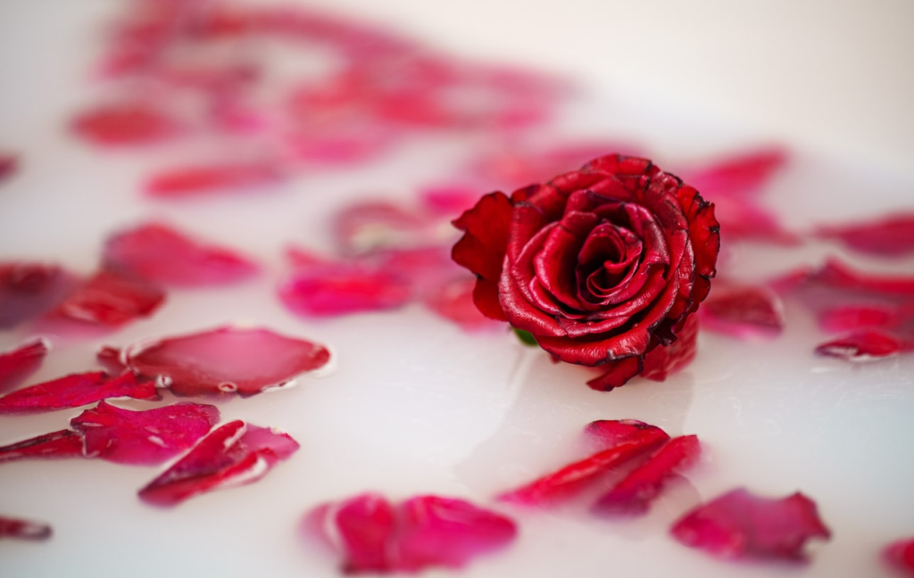 Red rose floating in milky bath water with scattered rose petals, romantic spa-inspired background with soft focus and pastel tones